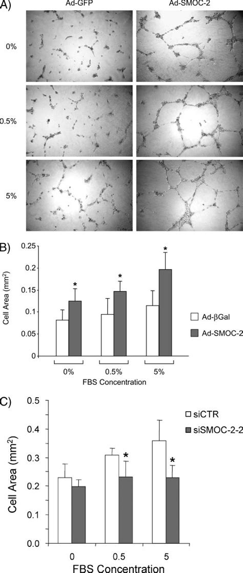 A In Vitro Angiogenesis Assay Using Huvecs Plated Onto Matrigelcoated