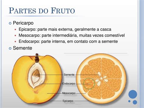 Ppt Anatomia Vegetal Powerpoint Presentation Free Download Id2253770