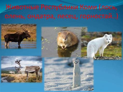 Республика Коми - презентация онлайн