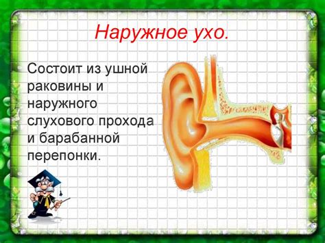Орган Слуха Картинки Для Детей — Фото Картинки