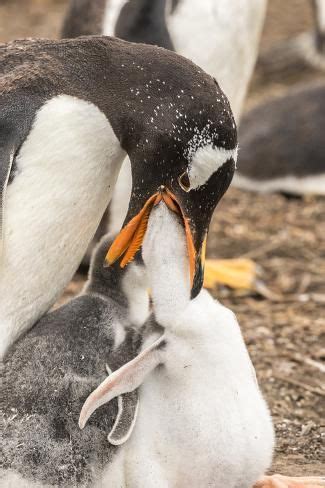 Falkland Islands Sea Lion Island Gentoo Parent Feeding Chick