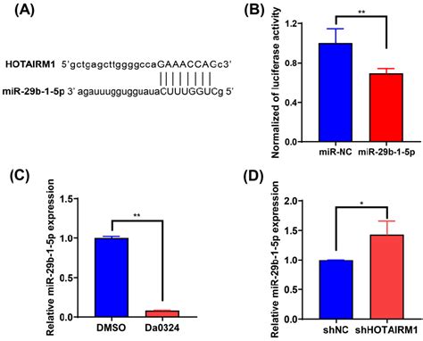 Hotairm1 Acts As A Sponge For Mir 29b 1 5p In Gastric Cancer A