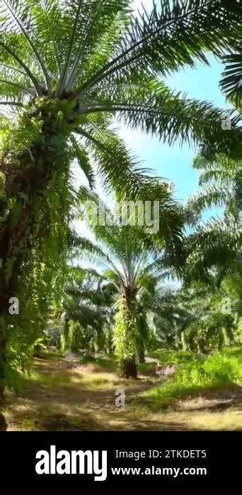 Oil Palm Plantations In Borneo Malaysia Oil Palm Estate Stock Video