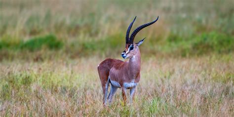 African Gazelle In Open Field Fine Art Photo Print | Photos by Joseph C ...