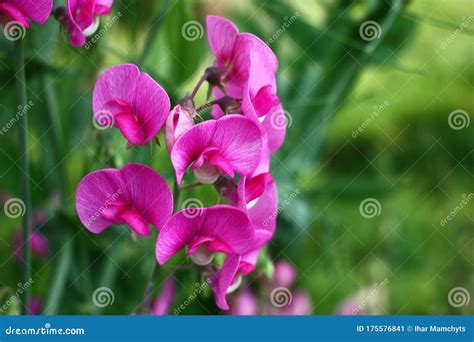 Lathyrus Flowers Stock Image Image Of Blossoming Pink 175576841