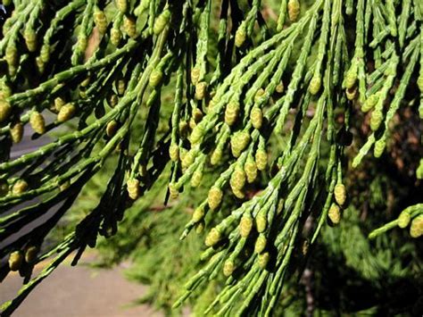 Incense Cedar Coastside Natives