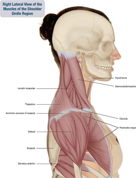 6 Muscles Of The Shoulder Girdle And Arm Musculoskeletal Key