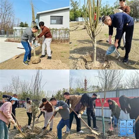 植树节丨春风十里 正“植”有你 千里江堤绿映红