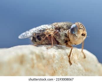 35 The Sheep Fly Images Stock Photos Vectors Shutterstock