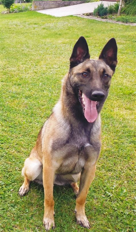 Owczarek Belgijski Malinois FCI Górno Zawada OLX pl