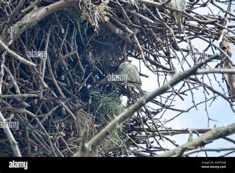 Spanish Sparrows Passer Hispaniolensis Nest In Rooks Nests Where