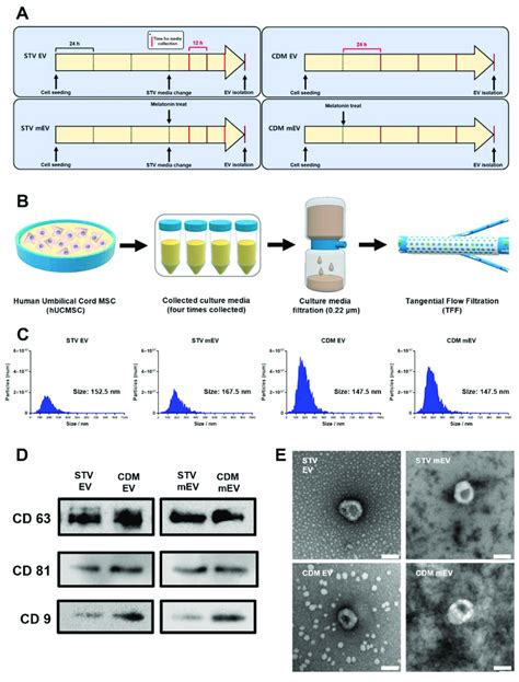 The Processes For Ev Isolations And Characterizations Of Evs Derived