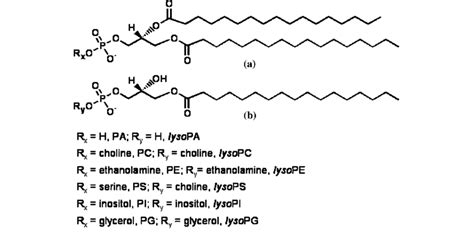 Structure Of A Phospholipid A And A Lysophospholipid B And The