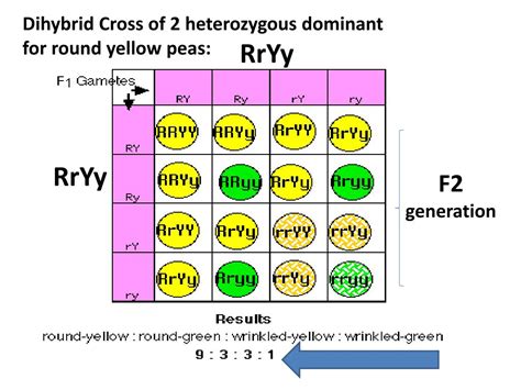 Dihybrid Punnett Square Examples Punnett Squares Of A Monohybrid And ...