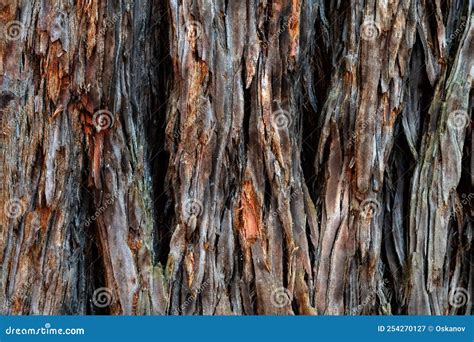 High Resolution Wooden Texture Of Sequoia Bark Stock Image Image Of Board Aging 254270127