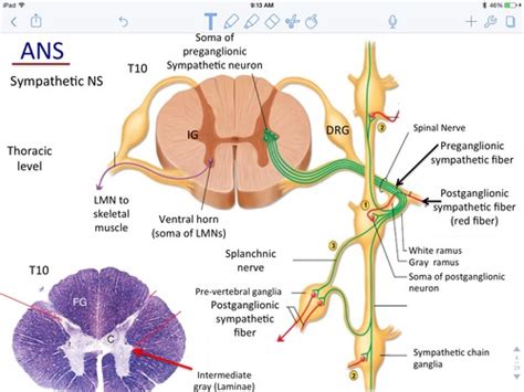 Anatomy ANS And Visceral Reflexes Flashcards Quizlet