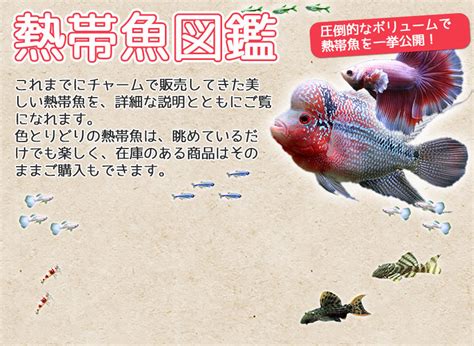 熱帯魚図鑑チャーム