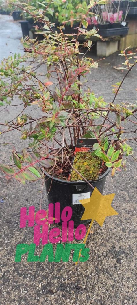 Hypericum Tricolor St John S Wort Pot Hello Hello Plants