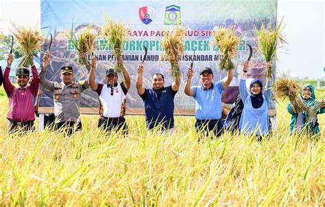 Pj Bupati Danlanud Sim Panen Raya Padi Mt Rendengan