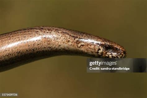 Slow Worm Uk Photos and Premium High Res Pictures - Getty Images