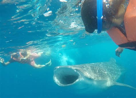 Cancun Whale Shark Experience With Snorkel Transportation