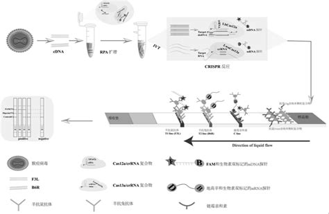 一种用于猴痘病毒检测的crrna、crispr Cas系统及应用的制作方法