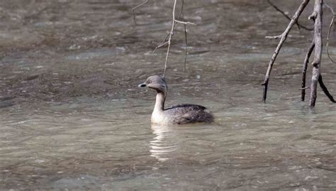 Hoary-headed Grebe - ZooChat