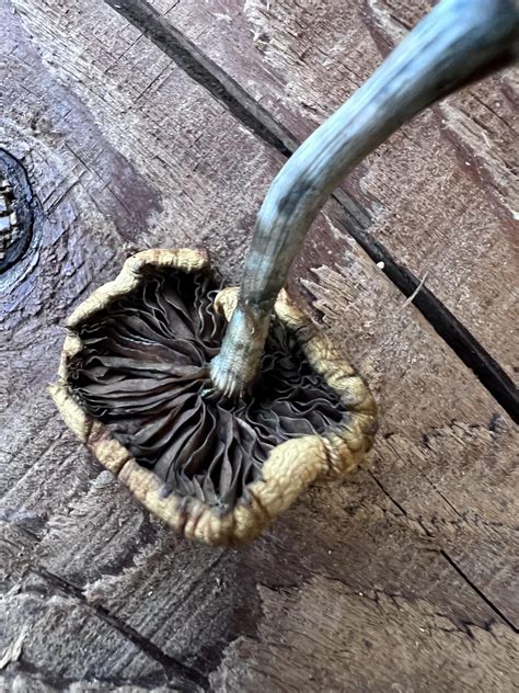 Wavy caps? Uk : r/shrooms