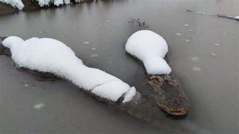 Vezes Em Que A Natureza Mostrou Que Desistir N O Uma Op O Incr Vel