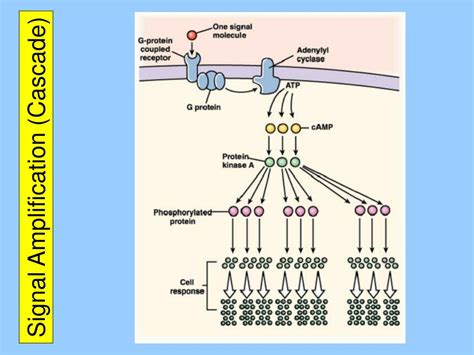 Signal Transduction Cascade By Cyclic