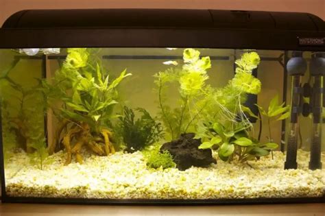 How to Reduce Nitrate in an Aquarium