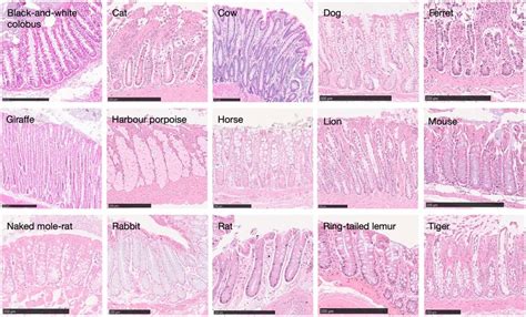 Histology images of intestinal crypts across species Histological ...