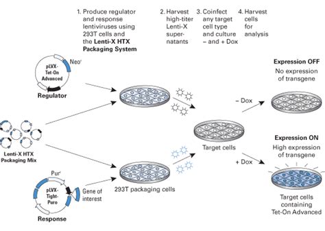 Tet On And Tet Off Systems Second Generation