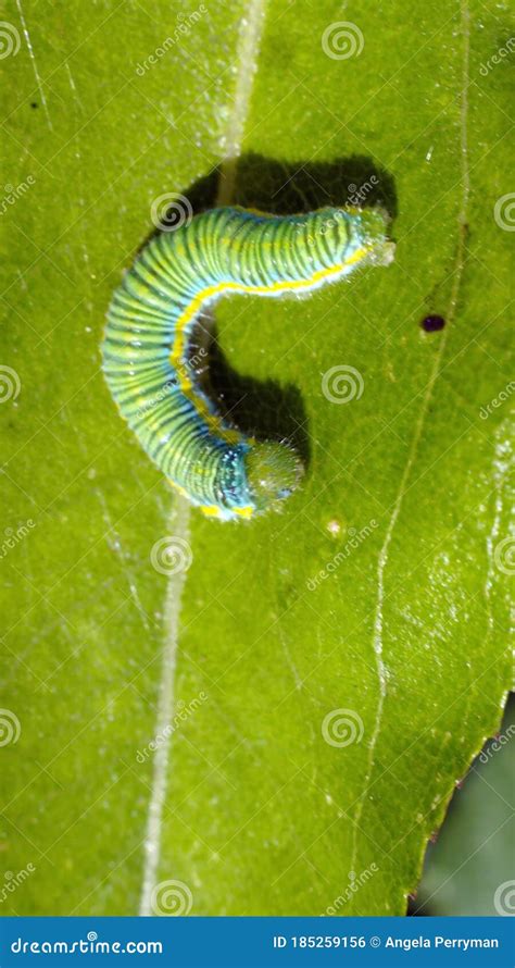 Cabbage moth caterpillar stock photo. Image of insect - 185259156