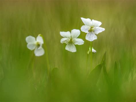 Fioletowy Wildflower Wiosenne Darmowe zdjęcie na Pixabay Pixabay