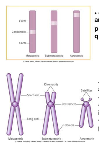 Introduction To Cytogenetics Isom Flashcards Quizlet