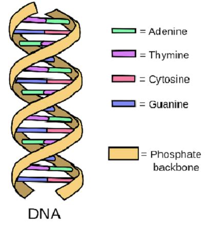 Causes of Mutation | Spontaneous, Mutagen & Prevention - Lesson | Study.com