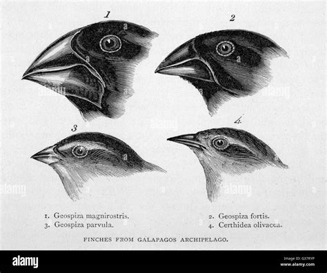 Galapagos Finches Darwin High Resolution Stock Photography and Images ...