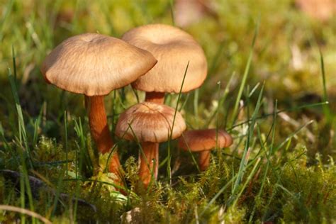 10 Most Common Mushrooms In Tennessee 2023 Guide The Gardening Dad