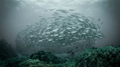 Shoal 1080P, 2K, 4K, 5K HD wallpapers free download | Wallpaper Flare