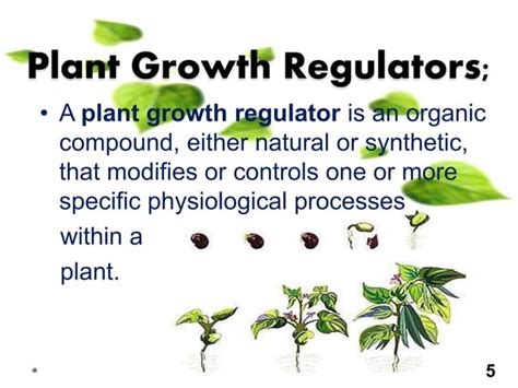 Plant Growth Regulators Auxin And Gibberelins Ppt