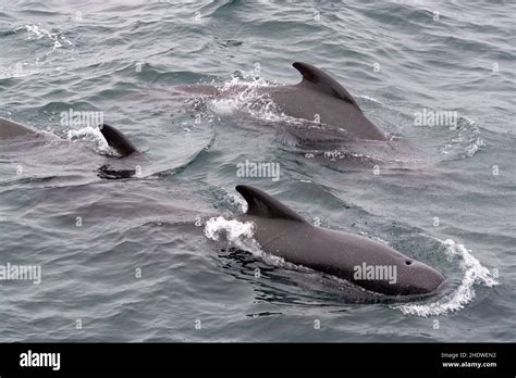 Dorsal Fin Globicephala Melas Long Finned Pilot Whale Stock Photo Alamy