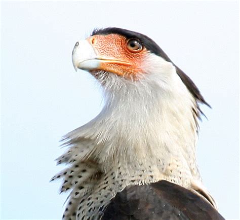 "Crested cara Cara.......The National Bird Of Mexico" by bobgotro ...