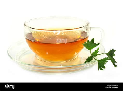 Cup Tea Herb Tea Nettle Page Sheet Plant Cup Glass Chalice Tumbler Tea