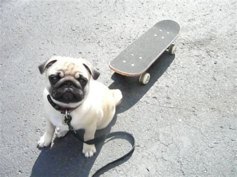 Spankys Very First Skateboard Lesson Pug Mom Pug Love Pugs