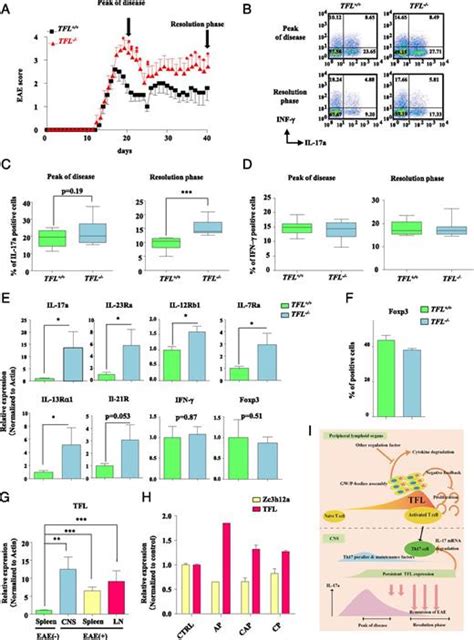 Posttranscriptional Modulation Of Cytokine Production In T Cells For