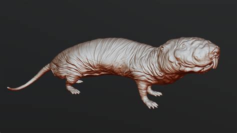 Naked Mole Rat Buy Royalty Free D Model By Labradoritewolf Be Ff