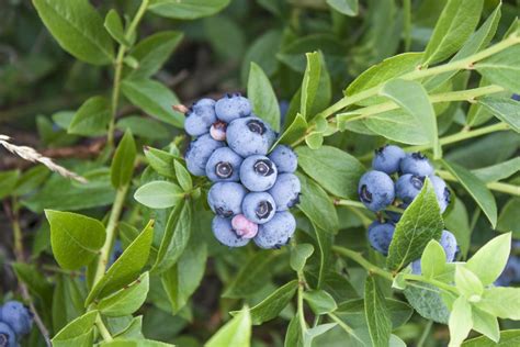 Borówka amerykańska BLUEJAY BORÓWKI AMERYKAŃSKIE KRZEWY OWOCOWE