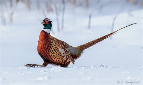 South Shore Birder Pheasant In The Snow