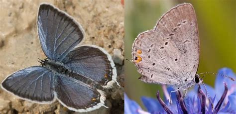 34 Common Butterflies In Kentucky Id Guide Bird Watching Hq